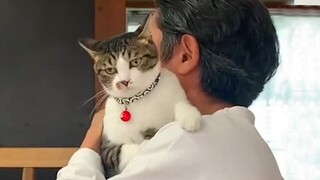 Woman Becomes Third Wheel In Her Cat And Husband's Relationship - Cute Moments Cat and Daddy
