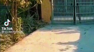 đây là tui, chúc tết hàng xóm mà tui ghét nhất 🤣