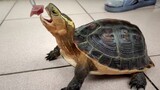 Rùa hộp viền vàng - loại rùa tương tác nhiều nhất