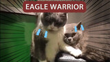 Video Kucing - "Kung Fu"
