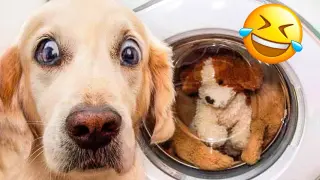 Funniest Animal Videos 2022 😁 - Best Funny Dogs And Cats Videos 🥰#8