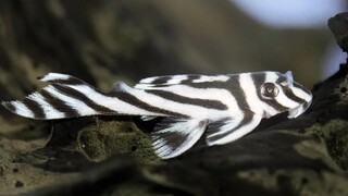 Ikan pembersih aquarium bagian bawah dan kaca