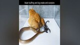 asian bullfrog, snake and scorpion