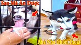 Thú Cưng TV | Dương KC Pets | Ngáo và Đầu Moi #4 | chó thông minh vui nhộn | funny cute smart dog