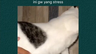 Kucing : Lu sembuh stress , gw nambah streess