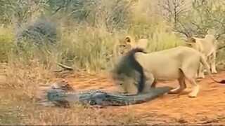 Crocodile vs lion