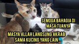 Kucing Tua Kurus Ngejar-Ngejar Mau Di Adopsi Part 2 Sudah Bahagia Punya Banyak Teman..!