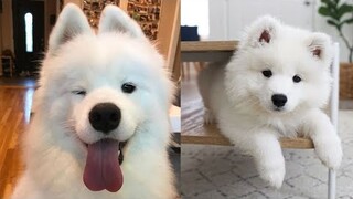 Cute Samoyed Funny Compilation | CuteVN