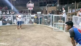 PAGSALABOK FIESTA 4 COCK/COMBO DERBY - Second fight win using Boston Possum crossed bullstag.