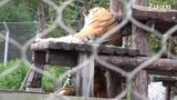 "Kelakuan Terkanek"Kisah Famous Tiger Family In Korea Cat Tiger(Gonparazzi)part 7/part terakhir