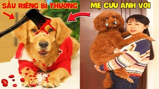 Thú Cưng Vlog | Sầu Riêng Và Cô Cô #6 | Chó gâu đần thông minh vui nhộn | Funny smart pet dog