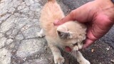[Động vật]Bắt gặp bé mèo hoang bị đói