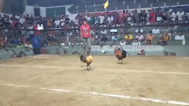 My first in sabong 4th champion 2 cock ulutan melsim black
