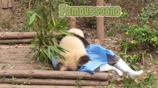 [Panda He Hua] Video Viral: Penjaga Kandang Diterkam