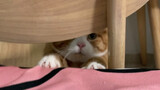 [Loài vật] Đời thường của mèo cam