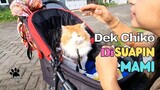 Disuapin Mami. funny, hachiko, funny videos, try not to laugh, funny, pets, animals, cats #animals