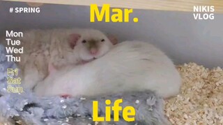 pet rats