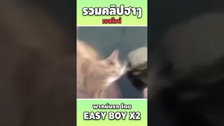 รวมคลิปฮา พากย์นรก #short #easyboy #คลิปฮา #เบสไวน์