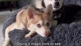 All doggies got treats after this video