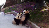 [Hewan] Momen lucu memberi makan panda