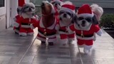 Santa Dogs are coming to Town! so cute 🥰