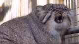 Mèo của Pallas - Một chú mèo béo và giận dữ