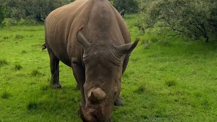 Sumatran Rhinoceros (Dicerorhinus sumatrensis)