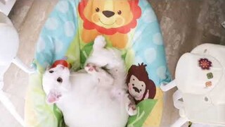 Cute White Cat Ridding The Baby Swing Bed