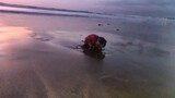 Cowabunga Chiro. KarenMafia Chef do Macacos. Baby monkey at the beach. #Treerat