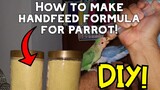 How to make hand feeding formula for baby birds parrot | Lovebirds, Cockatiel, Sun Conure , GCC