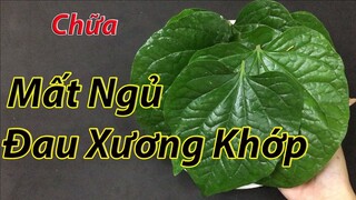 Mẹo chữa mất ngủ và đau nhức xương khớp tại nhà chỉ với 1 nắm lá lốt không phải ai cũng biết