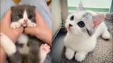 Baby Cats - Funny and Cute Baby Cat Videos Compilation (2019)