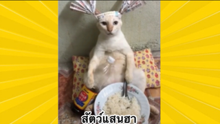 สัตว์เลี้ยงเพื่อนขนปุย : สัตว์แสนฮา