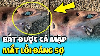 💥 Ngư dân bắt được CÁ MẬP KỲ LẠ có mắt lồi như BÓNG ĐÈN  | TIN GIẢI TRÍ