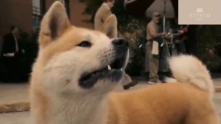 Review phim: Chú chó trung thành hachiko p2 #phimhaymoingay