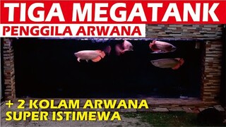 MEGATANK DAN KOLAM PENGGILA ARWANA SUPER RED ISTIMEWA