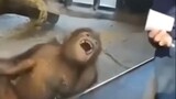 Monyet: Sulap ini berhasil!!