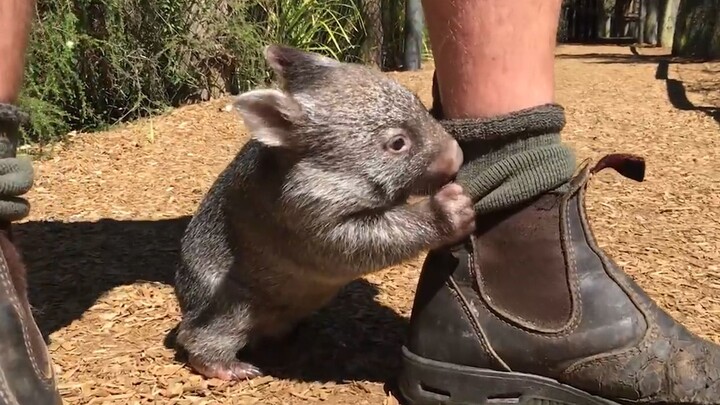 A man rescued a little wombat, but he didn't expect it to be clingier than a dog and insisted on sta
