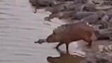 Capybara has mastered stealth