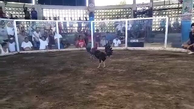 #fight no.12 white leg red 04/21/2025