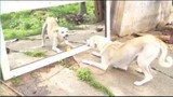 รวมคลิปฮาๆเอากระจกแกล้งหมา!!dog with mirror