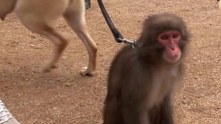 Seekor Labrador menyembuhkan luka batin seekor monyet kecil dengan kelembutan, cahaya persahabatan y