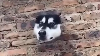 Silly Funny Video Mix of Cute Pets