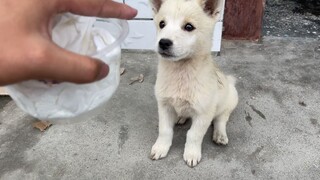 狗子不怀好意的盯着小麻雀，目的不单纯