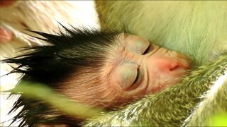 MG, Baby Can't Move, Poor Baby Monkey Anya Keep In Chest By Her Mom, Look Baby Warming Milk​