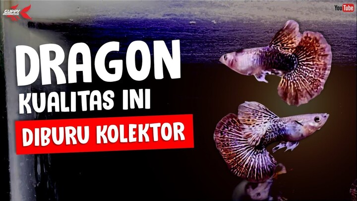 CIRI GUPPY DRAGON YANG DIBURU KOLEKTOR