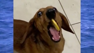 Meme vedio (dog)