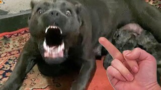 AWW SO FUNNY😂😂 Super Dogs And Cats Reaction Videos (เสียงที่ซื่อสัตย์) 40