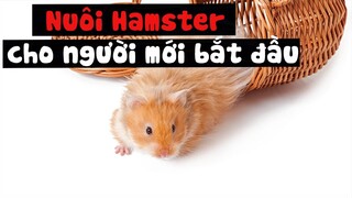 Cách nuôi chuột hamster cho người mới bắt đầu (lần đầu nuôi) | Dayspet