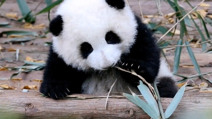 [Panda] Betapa lucunya Hua Hua? Sangat ingin mencubitnya!